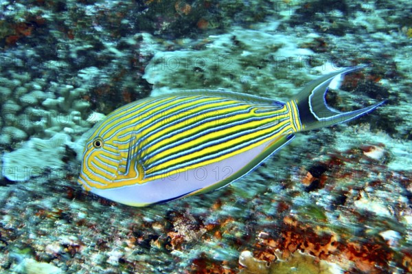 A colorful striped blue-striped doctorfish (Acanthurus lineatus) in the turquoise waters of the sea