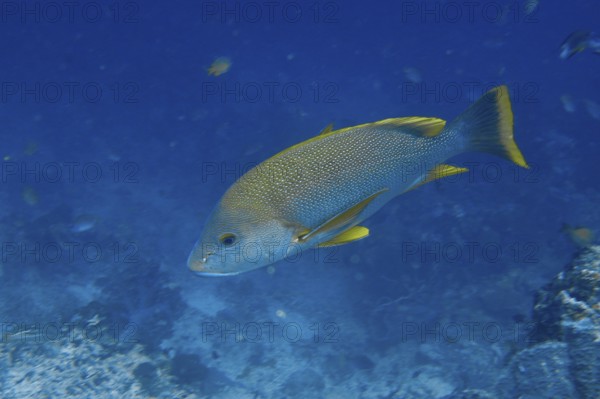 A blue-lipped snapper (Lutjanus rivulatus) swims in blue water. Its fins are yellow in color. Coral