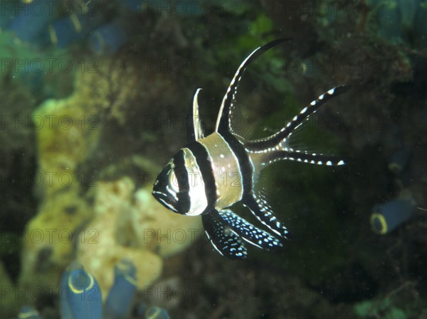 Small fish, Banggai cardinalfish (Pterapogon kauderni), swims near a coral reef. Secret Bay Dive