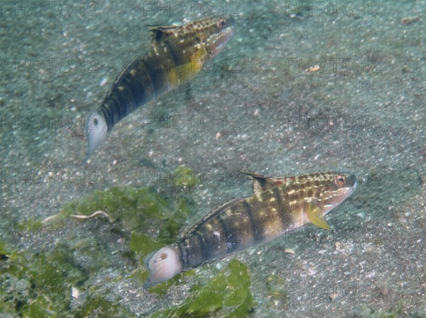 Two olive-green striped fish, dredge gobius (Amblygobius phalaena), swim side by side on sandy