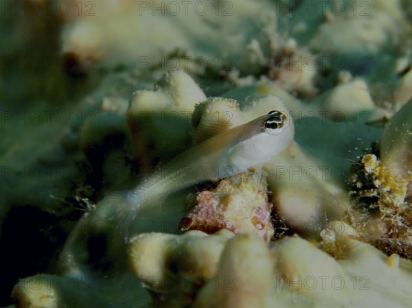A small hagfish, banda-comb-toothed slimefish (Ecsenius bandanus), rests on corals. Sweet Reef Dive