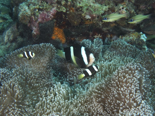 Two clownfish, Clark's anemonefish (Amphiprion clarkii) melanistic, swim in a sea anemone on a