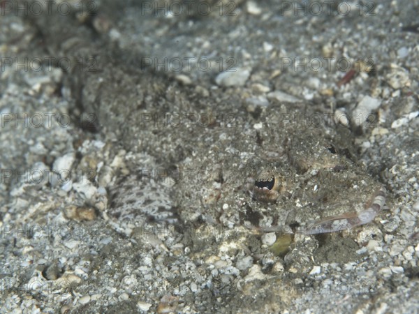 Grey Celebes crocodilefish (Thysanophrys celebica) with changing patterns to camouflage in the sand