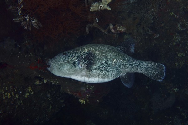 A dark, spotted pufferfish, blue spot pufferfish (Arothron caeruleopunctatus), in the sea against a