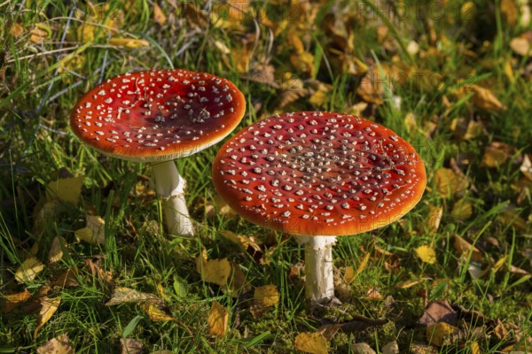 Two bright red toadstools with white spots in autumn forest, toadstool (Amanita muscaria), Hesse,