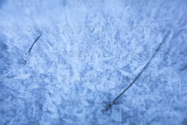 Two blades of grass stick out of the frost that has formed on the ground due to cold weather,