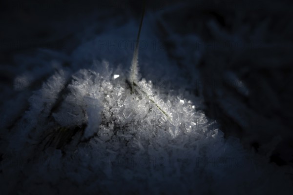 The winter sun shines on two blades of grass around which frost has formed in the cold, Wetterau,