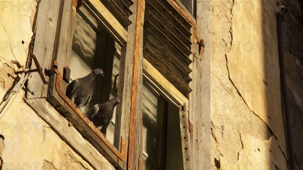 Old town of Nauplion, Two doves sitting on a rustic window sill of an old building in sunlight,