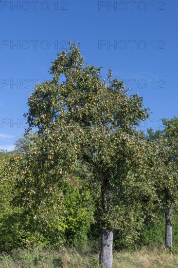 Pear tree (Pyrus) full of ripe fruit, blue sky, Othestorf, Mecklenburg-Western Pomerania, Germany