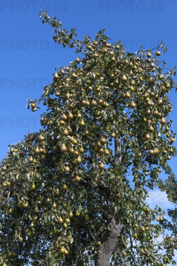 Pear tree (Pyrus) full of ripe fruit, blue sky, Othestorf, Mecklenburg-Western Pomerania, Germany