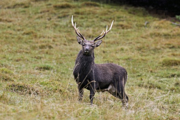 Sika deer (Cervus nippon) standing in meadow, Parc de Merlet, Chamonix-Mont-Blanc, Haute-Savoie,