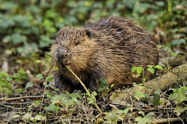 Eurasian beaver, European beaver (Castor fiber), eats leaves on the banks of a stream, Canton of