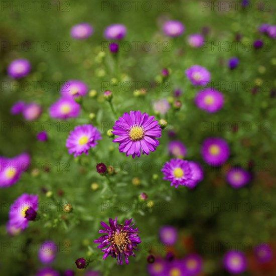 Alpine aster (Aster alpinus), blooming, Chamonix, France