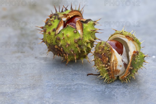 Two broken chestnuts (Castanea), Mecklenburg, -Vorpommern, Germany