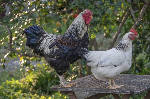 Rooster and hen (Gallus gallus domesticus) on a garden table, Othenstorf, Mecklenburg-Western
