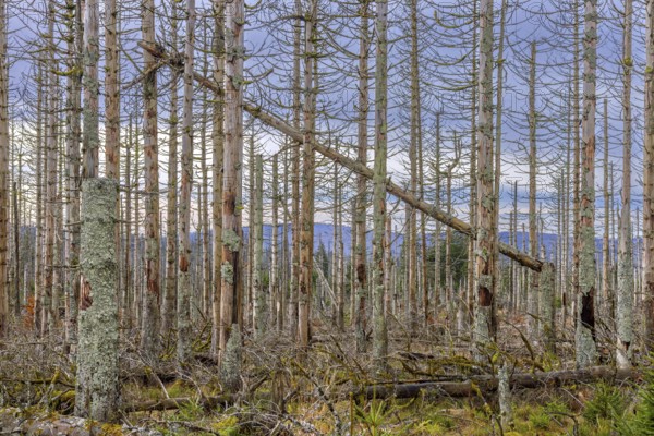 Dead spruce trees in forest in the Harz Mountains in autumn, damage caused by bark beetle