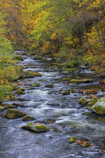 River Bode running through forest showing autumn colours, fall colors at Nature reserve Bode Valley