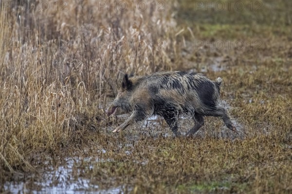 Solitary feral spotted wild boar (Sus scrofa), boar-pig hybrid foraging along edge of farmland,