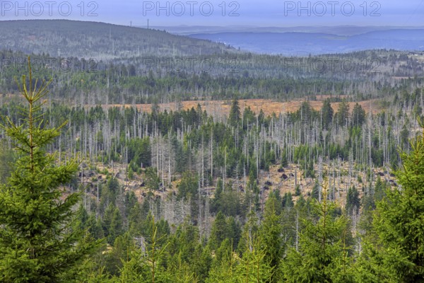Aerial view over forest with dead spruce trees in the Harz Mountains, damage caused by bark beetle