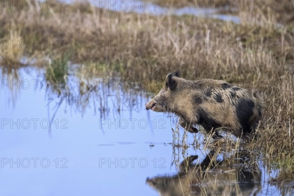 Fleeing feral spotted wild boar (Sus scrofa), boar-pig hybrid crossing shallow water of pond in