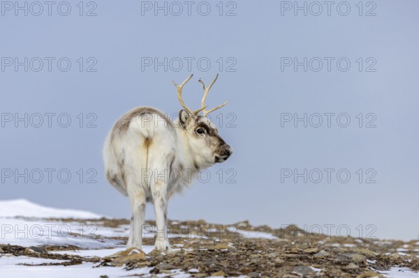Svalbard reindeer (Rangifer tarandus platyrhynchus) adult in thick winter coat foraging on snow