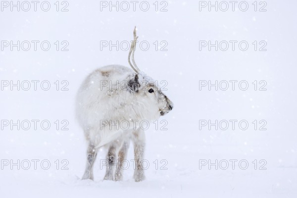 Svalbard reindeer (Rangifer tarandus platyrhynchus) adult in thick winter coat during snowfall on