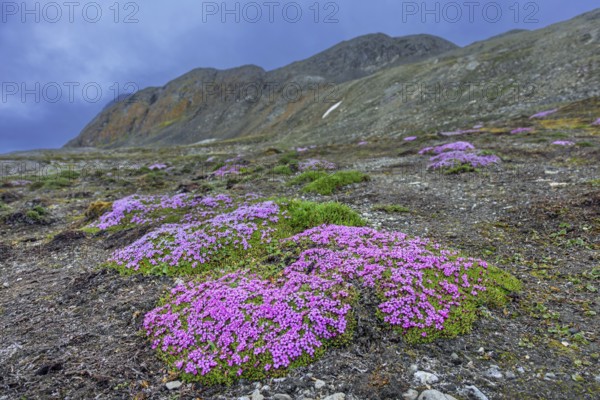 Moss campion, cushion pink (Silene acaulis) in flower in summer on the arctic tundra, Svalbard,