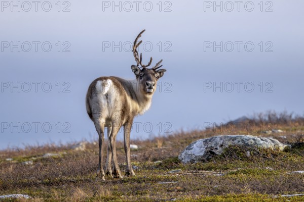 Reindeer (Rangifer tarandus) female, cow with shed antler branch, foraging on the tundra in autumn,