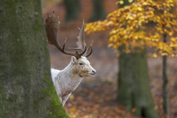 Leucistic European fallow deer (Dama dama) white buck, male with big antlers looking from behind