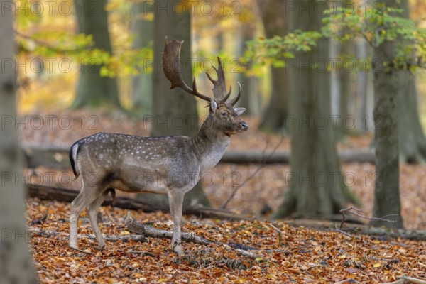 European fallow deer (Dama dama) buck, male with big antlers in forest showing autumn colours, fall