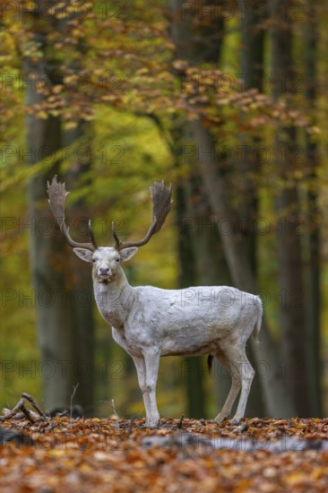 Leucistic European fallow deer (Dama dama) white buck, male with big antlers in forest showing