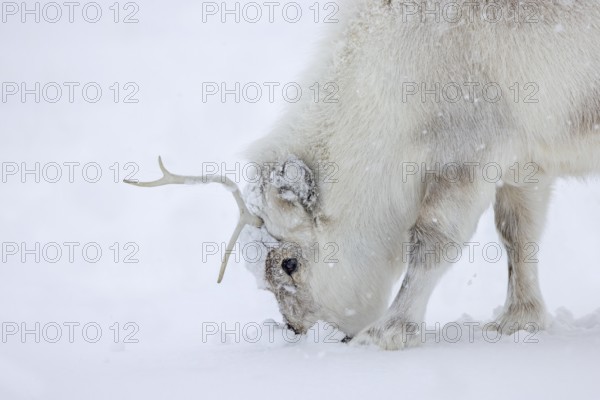 Svalbard reindeer (Rangifer tarandus platyrhynchus) in thick winter coat foraging during snowfall