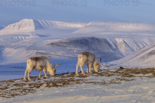 Svalbard reindeer (Rangifer tarandus platyrhynchus) two adults in thick winter coats foraging on