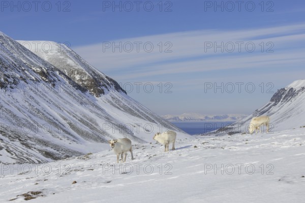 Three Svalbard reindeer (Rangifer tarandus platyrhynchus) with cast antlers foraging on snow