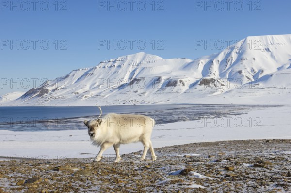 Svalbard reindeer (Rangifer tarandus platyrhynchus) adult in winter coat with cast antler branch on