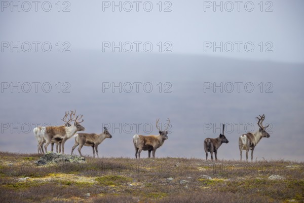 Reindeer (Rangifer tarandus) herd with antlers after shedding velvet, foraging on the tundra in
