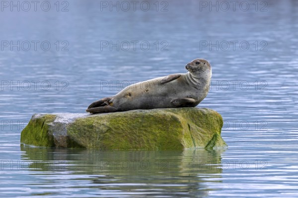 Common seal, harbour seal (Phoca vitulina) resting on rock in the Arctic Ocean along the coast of