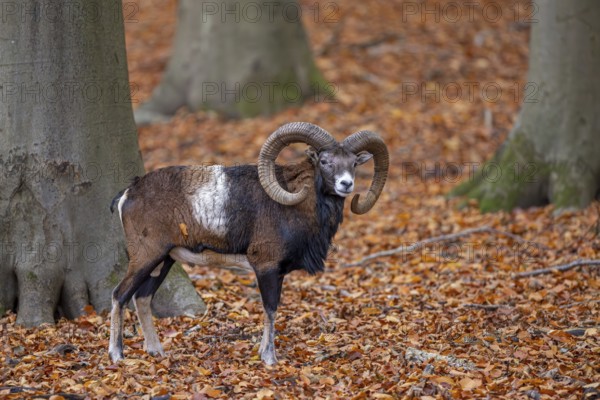 European mouflon (Ovis aries musimon, Ovis gmelini musimon) ram, male with big horns in forest