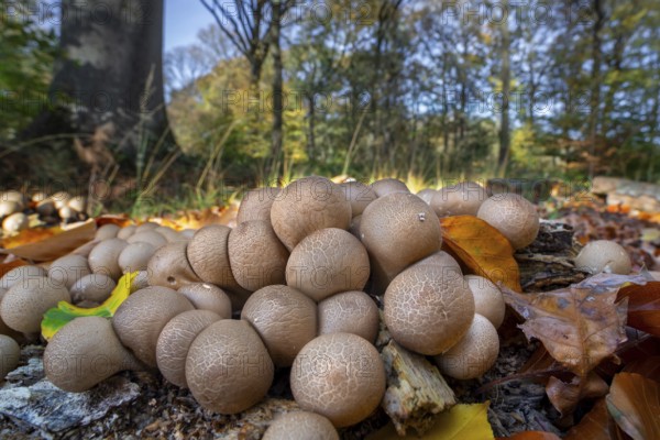 Pear-shaped puffball, stump puffballs (Apioperdon pyriforme, Lycoperdon pyriforme), saprobic fungus