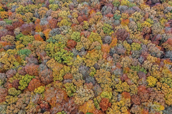 Aerial view over European beeches, beech trees (Fagus sylvatica) with foliage in yellow and brown