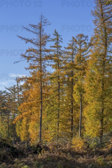 Forest with European larches (Larix decidua), deciduous coniferous trees with needle-like leaves