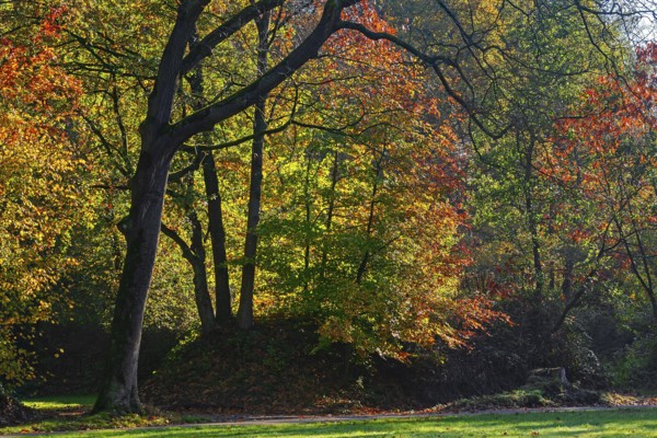 European beeches, common beech trees (Fagus sylvatica) showing foliage in yellow, red and green