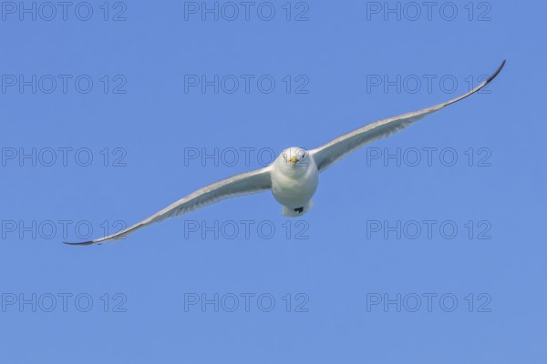 Black-legged kittiwake (Rissa tridactyla) adult in breeding plumage flying against blue sky in