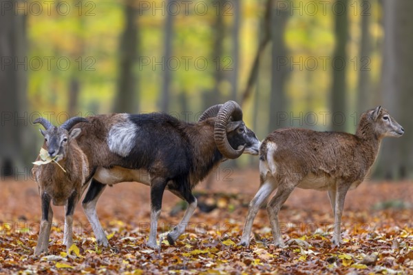 European mouflon (Ovis aries musimon, Ovis gmelini musimon) ram, male, ewe, female and juvenile in