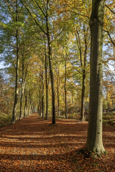 Avenue bordered with European beeches, common beech trees (Fagus sylvatica) with foliage in yellow