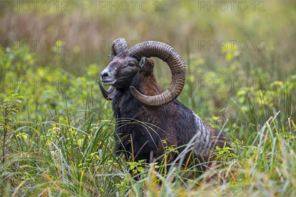 European mouflon (Ovis aries musimon, Ovis gmelini musimon) ram, male with big horns in grassland