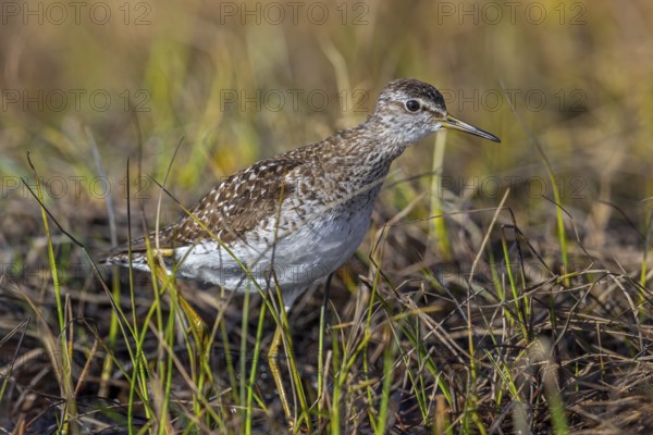 Wood sandpiper (Tringa glareola) adult in breeding plumage foraging in wetland in spring