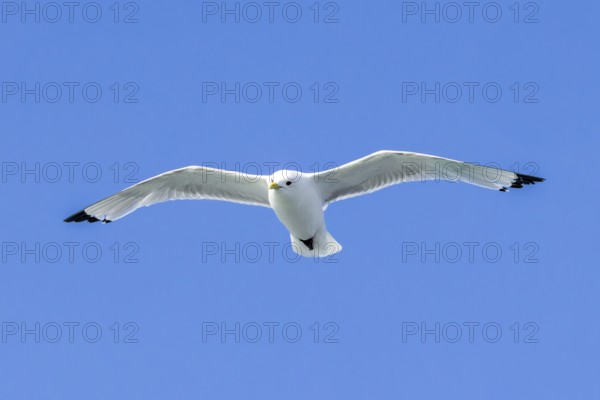 Black-legged kittiwake (Rissa tridactyla) adult in breeding plumage flying against blue sky in