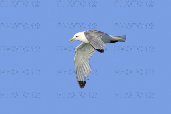 Black-legged kittiwake (Rissa tridactyla) adult in breeding plumage flying with worn primaries,