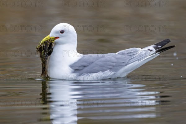 Black-legged kittiwake (Rissa tridactyla) adult in breeding plumage collecting nesting material in